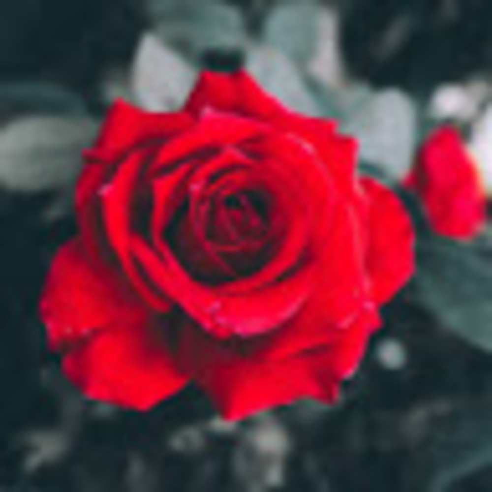 Meet your Posher, Tsehay